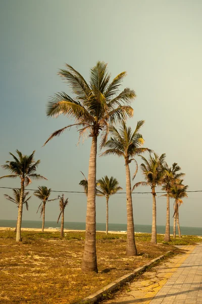 Palmen tegen blauwe lucht — Stockfoto