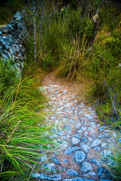 Chemin de virage pierreux dans une campagne parmi les arbres verts et l'herbe — Photo