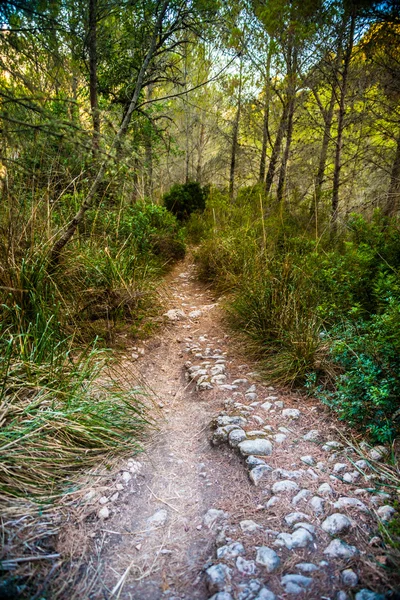 Caminho de dobra pedregosa em um campo entre árvores verdes e grama — Fotografia de Stock