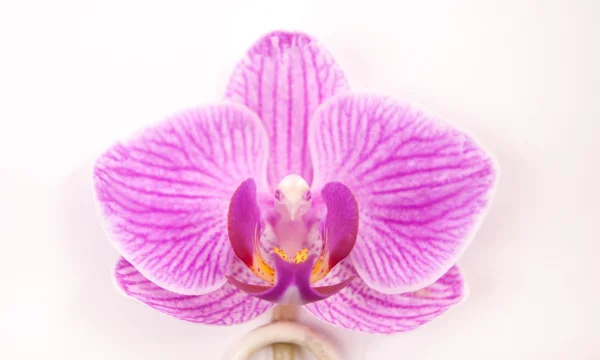 Orquídea rosa sobre fondo blanco. — Foto de Stock