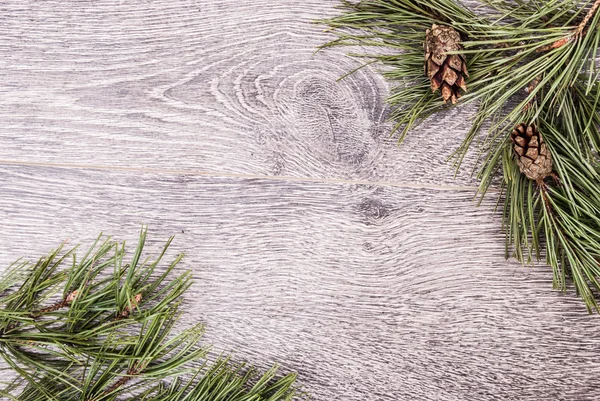 コーンとクリスマスのモミの木 — ストック写真