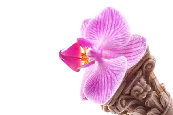 Coloană clasică cu flori — Fotografie, imagine de stoc