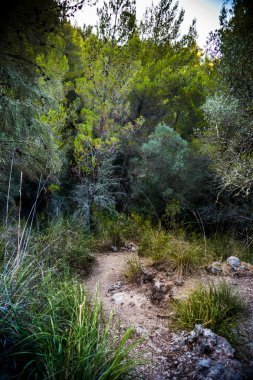Taşlı yol yeşil ağaç ve otların arasında bir kırsalında bükme