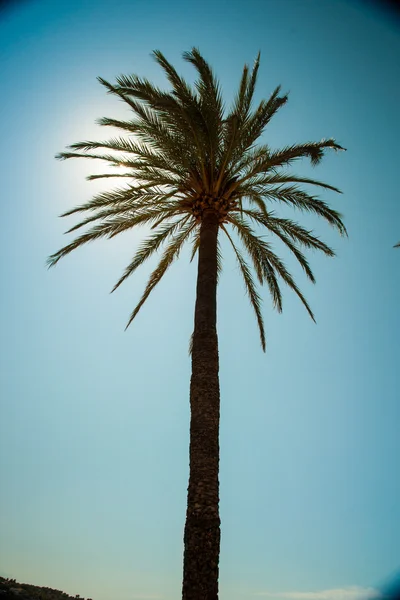 Palmer längs kusten i Puerto de Sóller på vackra soliga — Stockfoto