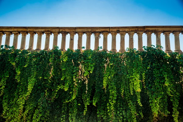 Mur avec ivi et balustrade historique altérée — Photo