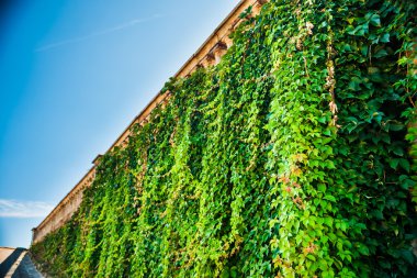 IVI ve yıpranmış tarihi korkuluk duvarı