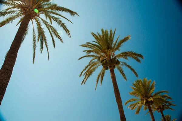Palmové stromy podél pobřeží v přístavu Soller na krásné slunné — Stock fotografie