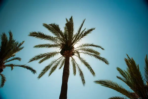 Palmové stromy podél pobřeží v přístavu Soller na krásné slunné — Stock fotografie