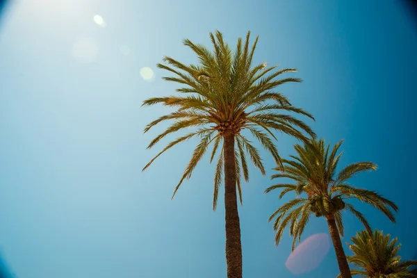 Palmeras a lo largo de la costa en Puerto de Sóller en hermoso soleado — Foto de Stock