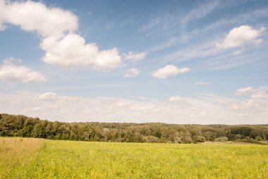 Bulutlar ve mesafe ormanda mavi gökyüzü altında yeşil çayır.