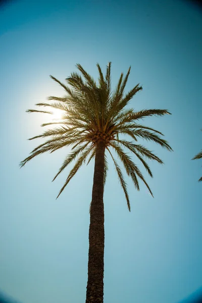 Palme lungo la costa nel porto di Soller a bella soleggiata — Foto Stock