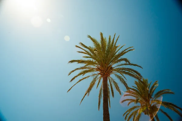 Palme lungo la costa nel porto di Soller a bella soleggiata — Foto Stock