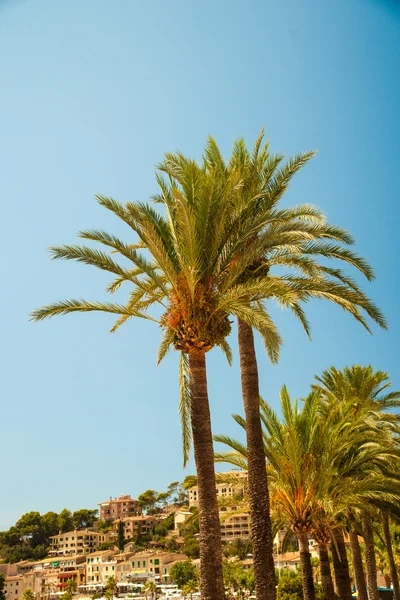 Palmiers le long de la côte dans le port de Soller à beau soleil — Photo