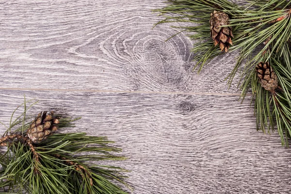 Pohon cemara Natal dengan kerucut — Stok Foto