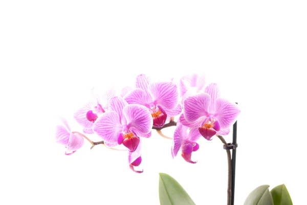 Orchidea rosa in vaso su fondo bianco . — Foto Stock
