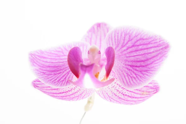 Orquídea rosa sobre fondo blanco. — Foto de Stock