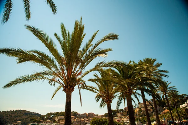 Palmer längs kusten i Puerto de Sóller på vackra soliga — Stockfoto