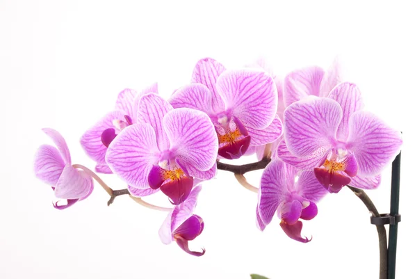 Orquídea rosa no pote no fundo branco . — Fotografia de Stock