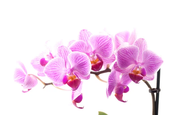 Růžová orchidej v hrnci na bílém pozadí. — Stock fotografie