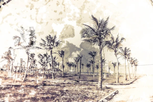 Palmen tegen blauwe lucht — Stockfoto