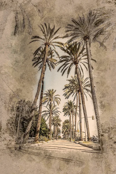 Φοινικόδεντρα στην Πάλμα ντε Μαγιόρκα — Φωτογραφία Αρχείου