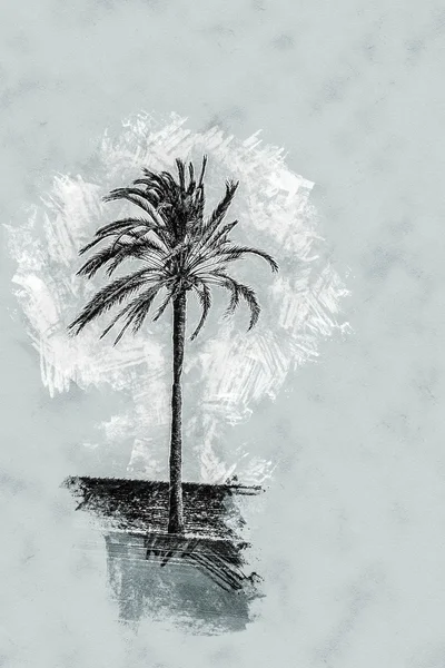 棕榈树沿着海岸在帕尔马 — 图库照片