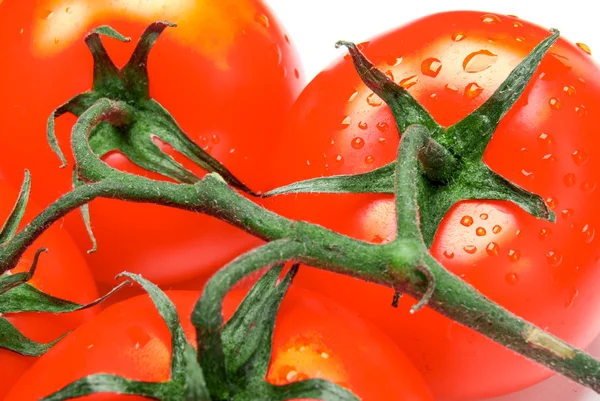 Tomaten auf weißem Hintergrund — Stockfoto