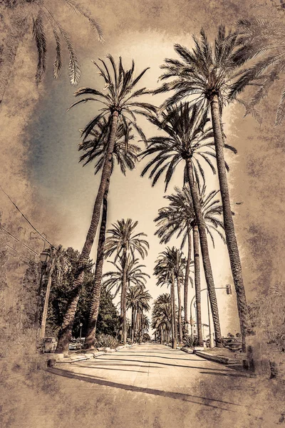 Palmy v Palma de Mallorca — Stock fotografie