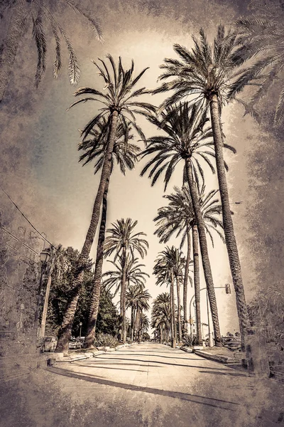 Φοινικόδεντρα στην Πάλμα ντε Μαγιόρκα — Φωτογραφία Αρχείου
