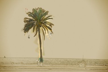 Palma de Mallorca'da sahilinde palmiye ağaçları