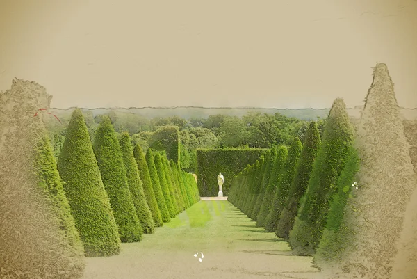 Conical hedges lines and lawn, Versailles Chateau, France — Stock Photo, Image