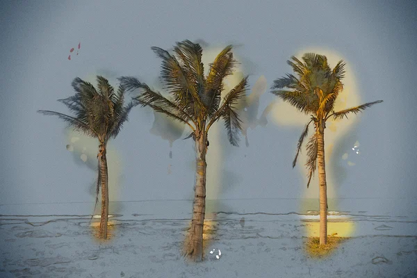 Palme contro il cielo blu — Foto Stock