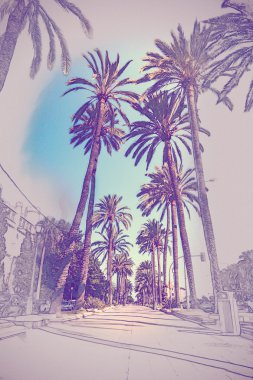 Palma de Mallorca'da palmiye ağaçları