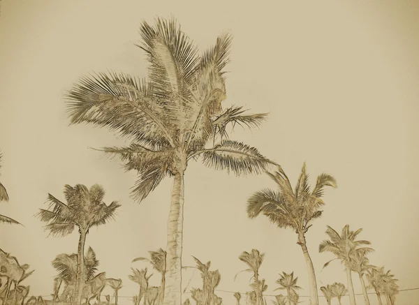 Palmy na błękitne niebo — Zdjęcie stockowe