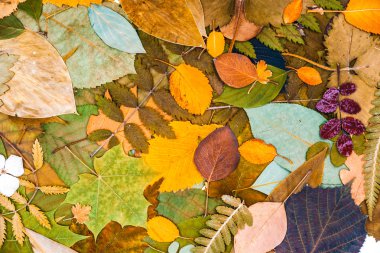 Sonbahar Yaprakları