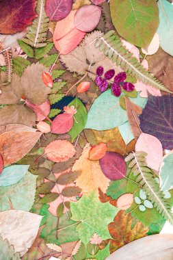 Sonbahar Yaprakları