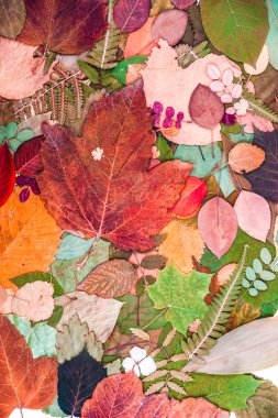 Sonbahar Yaprakları