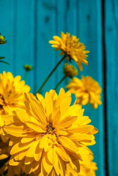 Flores de color amarillo brillante sobre fondo azul de madera — Foto de Stock