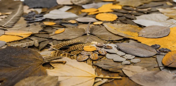 Hojas de otoño —  Fotos de Stock