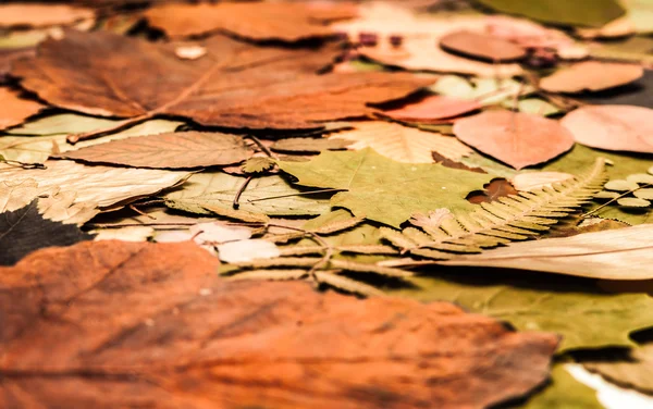 Herfstbladeren — Stockfoto