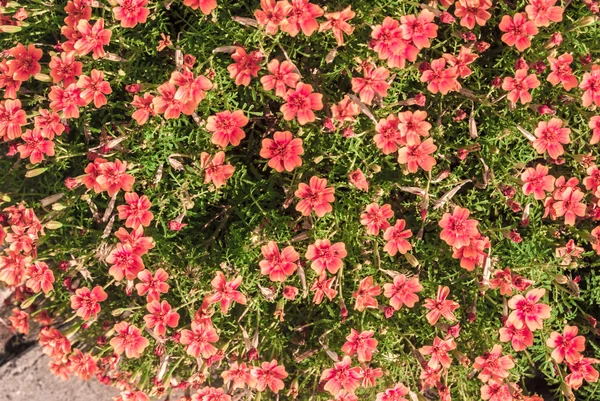 Rosa blommor — Stockfoto