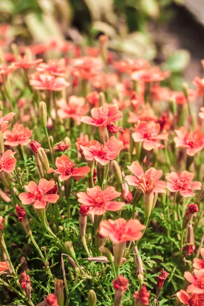 Roze bloemen — Stockfoto