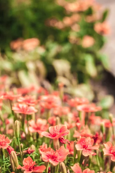 Roze bloemen — Stockfoto