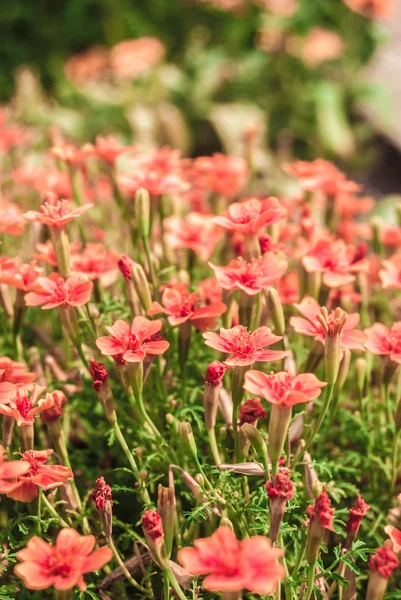 粉色的花 — 图库照片