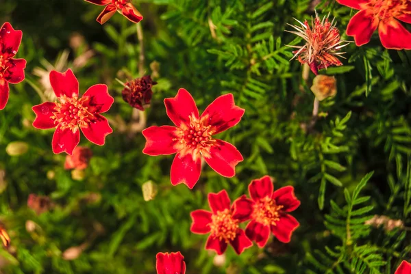 Červené květy — Stock fotografie