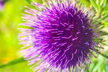 Mor thistle yeşil çayır