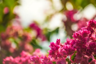 kırmızı çiçekler