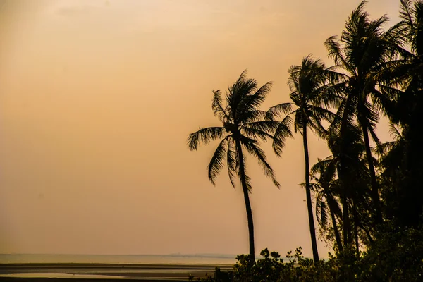 Palms at sunset — Stock Photo, Image