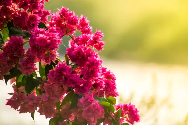 Röda blommor — Stockfoto