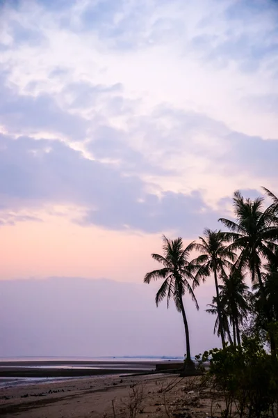 Palms at sunset — Stock Photo, Image